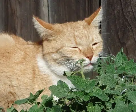 ginger and white cat sniffing catnip plant