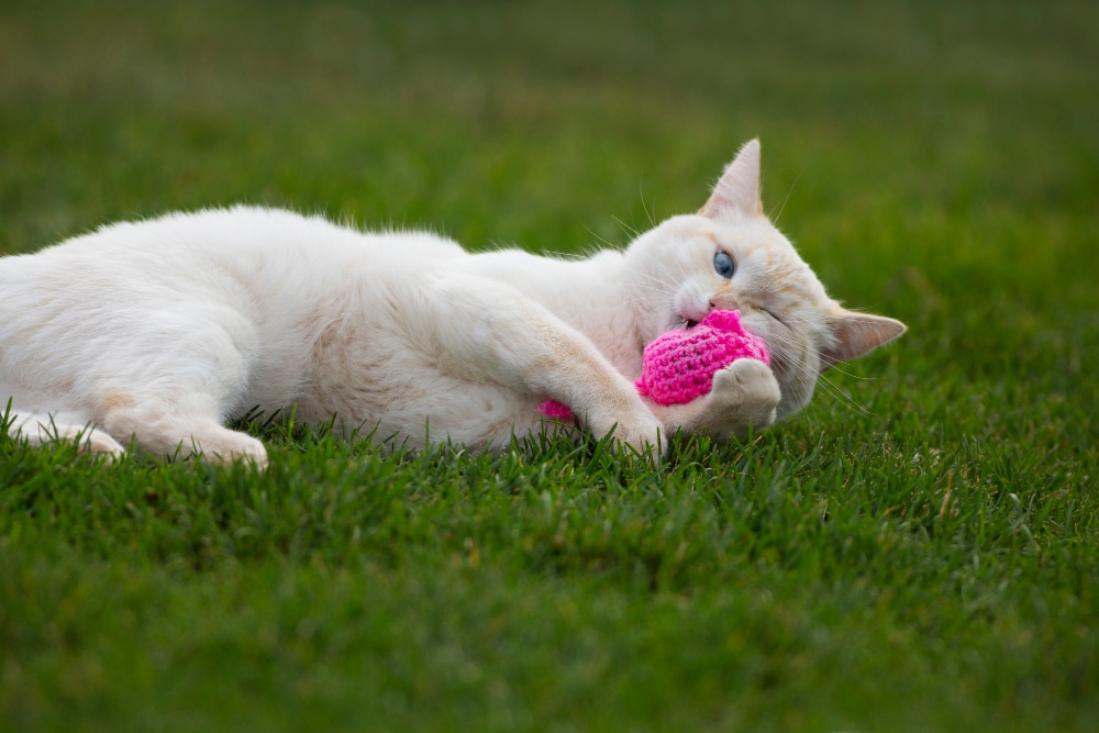 cat playing with catnip toy on grass
