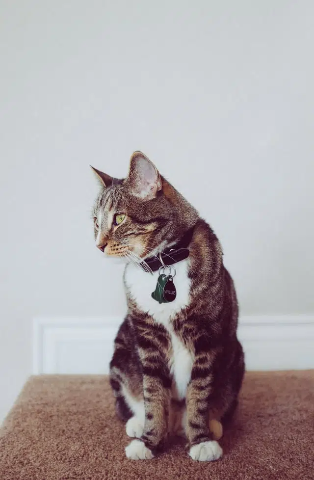 Tabby cat with collar and ID tag