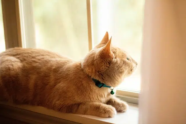 indoor cats can wear collars too like this ginger cat lying on the windowsill with a blue collar