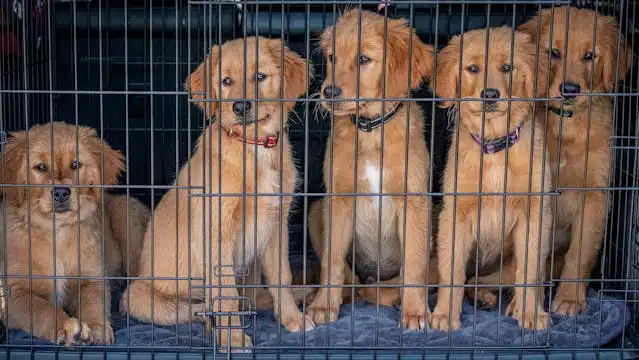 Five dogs of varying sizes sitting inside a large crate, highlighting the benefits of not crate training.