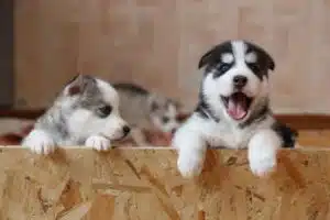 Two Siberian husky puppies peering over a wooden box, one yawning, epitomize the benefits of not crate training.