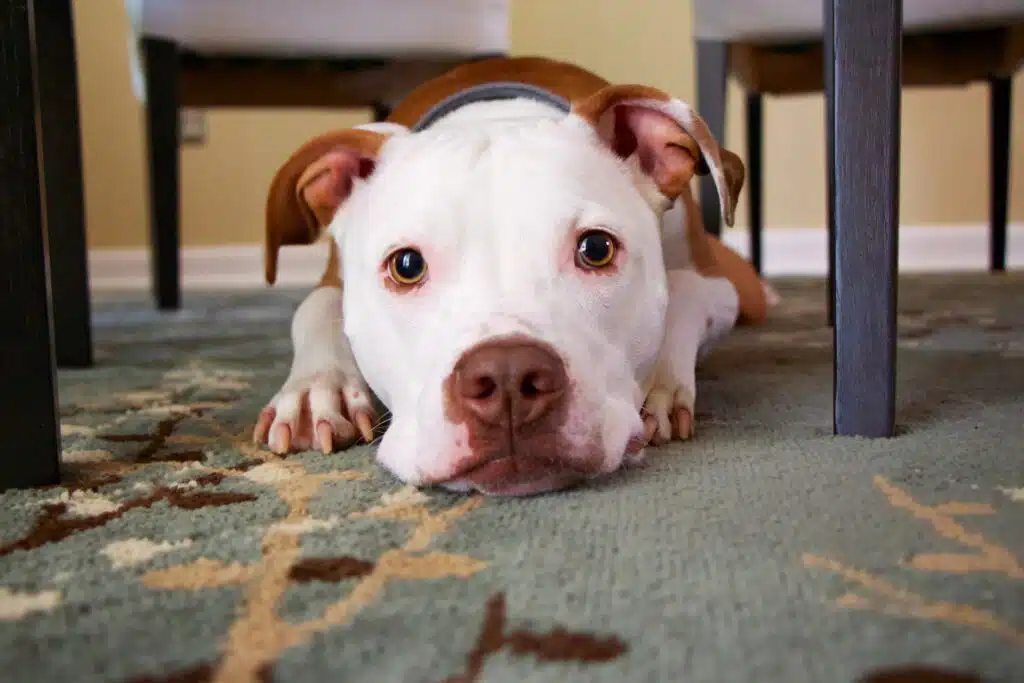 A brown and white dog lies down under the table exhibiting denning behaviour