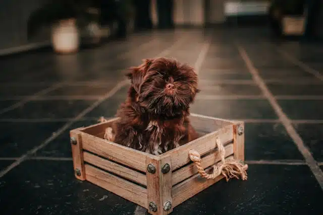 A small, shaggy brown dog sitting in a wooden crate on a tiled floor, illustrating the natural tendency dogs have to curl up in a confined space sometimes, for the comfort it can bring