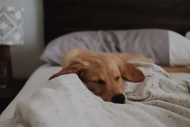 A golden retriever resting on their pet parent's bed with a cozy blanket.