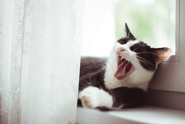 stop a cat from biting by moving away when they get mouthy
