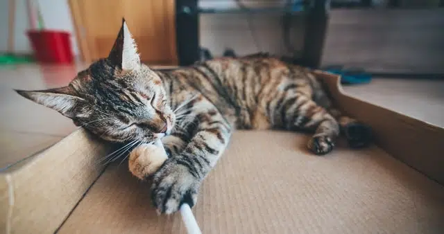 stop a cat from biting by encouraging it to bite toys instead, like this striped tabby cat chewing a toy