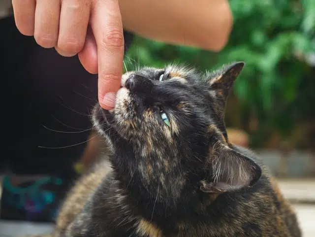 stop a from cat biting like this tortoiseshell cat biting someone's fingers