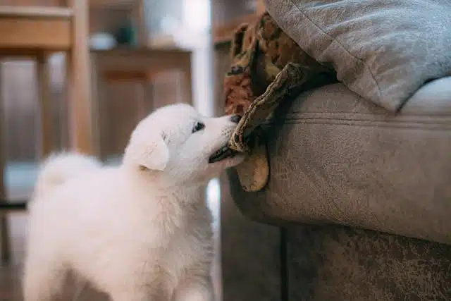 A white puppy teething playfully bites a multi-colored blanket draped over a gray couch in a home setting.