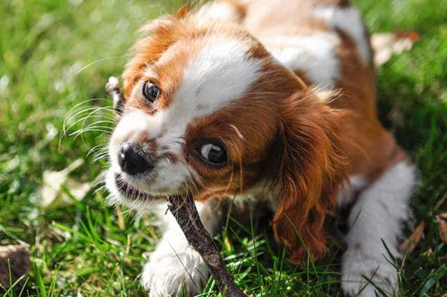 A young Blenheim Cavalier King Charles Spaniel puppy teething on a small stick in the grass.