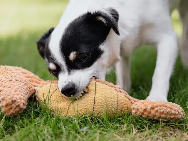 A small black and white dog bites a plush toy on the grass, prompting its owner to wonder "When do puppies lose their teeth and stop teething?"