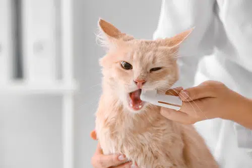 This feline is having his cat teeth brushed to reduce plaque buildup.