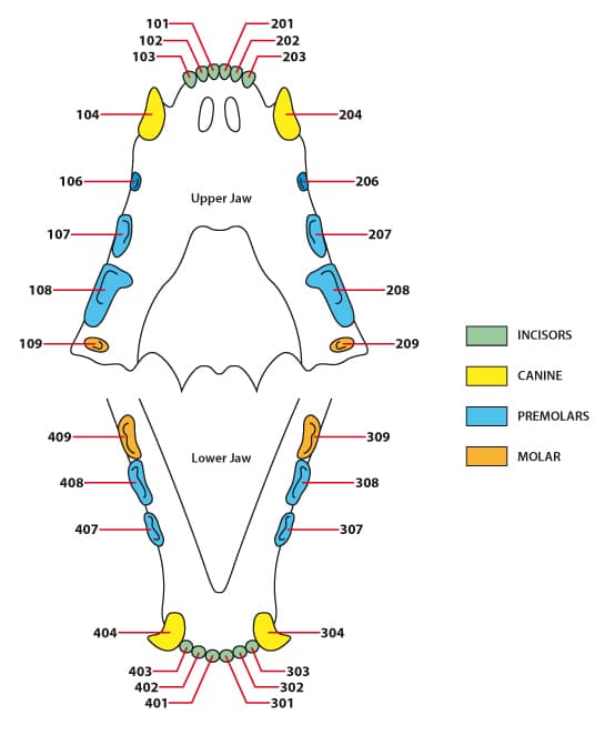 Your adult feline has 30 cat teeth.