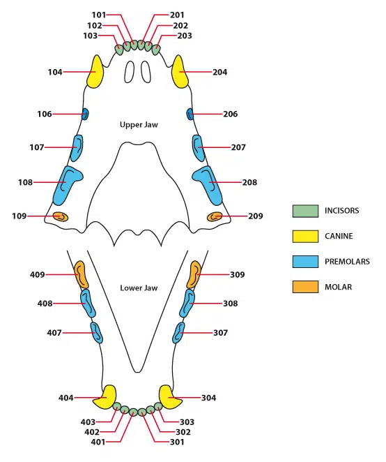 Your adult feline has 30 cat teeth.