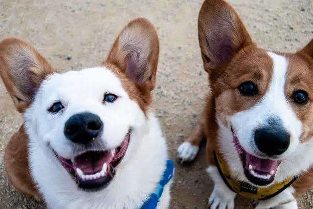 These two Corgi dogs are great companions to kids and other pets.