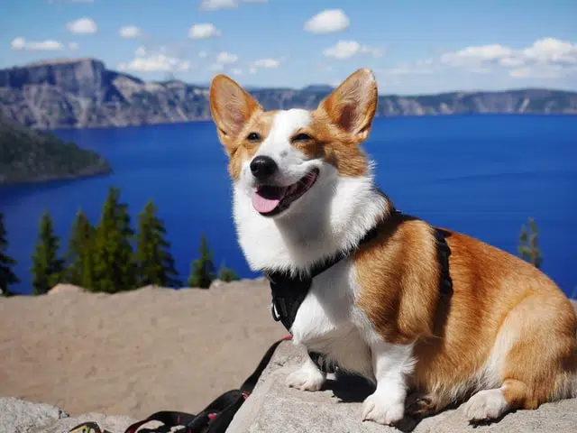 This Corgi dog has pet insurance with PD.