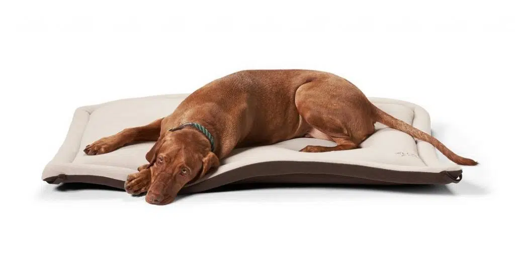 try this dog floor mat to keep him warm.