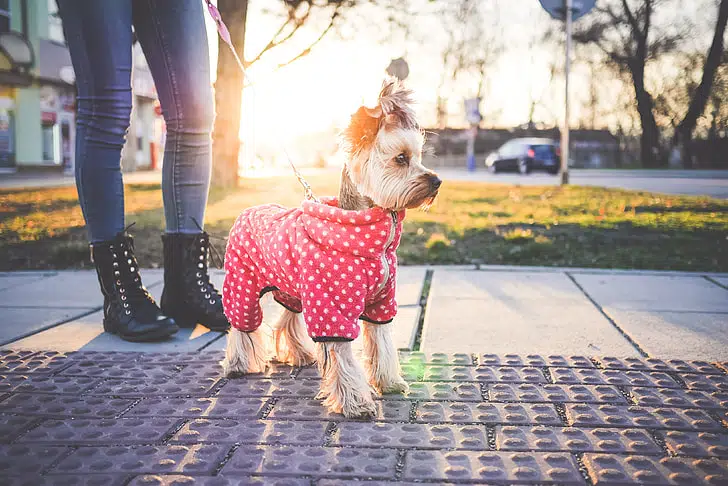 Get these dog winter jackets for the chills.