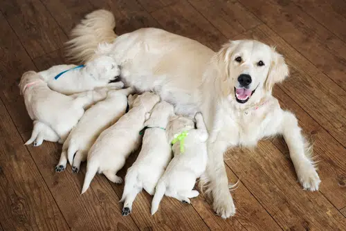 pedigreed labrador dog with papers feeding litter of puppies belongs to ethical puppy breeders