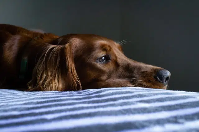 a dog with Ehrlichiosis might appear listless or lethargic like this spaniel