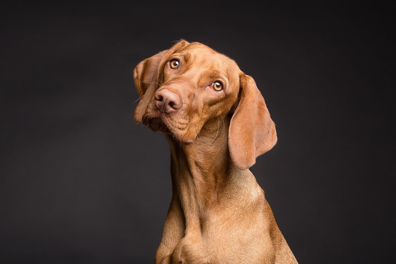 So how do you really know if this Vizsla dog is purebred?