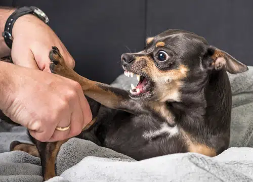 This dog needs training to avoid a 'my dog bit me' scenario.