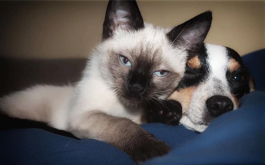 The Siamese cat adores its human and pet friends.
