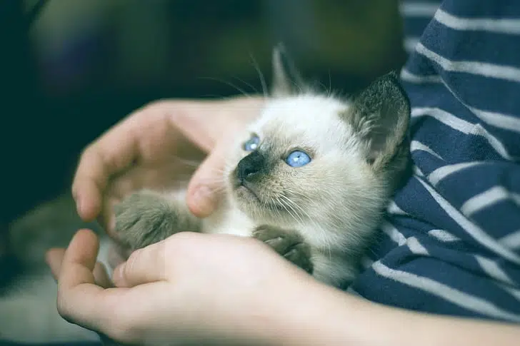 This Siamese Cat has a big personality.