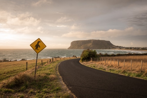 Tasmania driving holiday penguin crossing sign on road to the nut