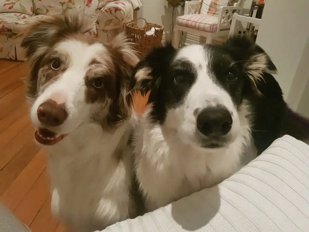 Mackie and Jack are Vets Beyond Borders CEO Sally Colgan's own dogs.