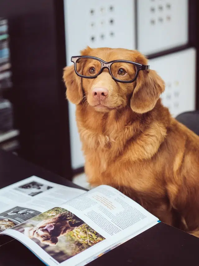 retriever in glasses in front of magazine - cute picture of working dog for bring your dog to work day
