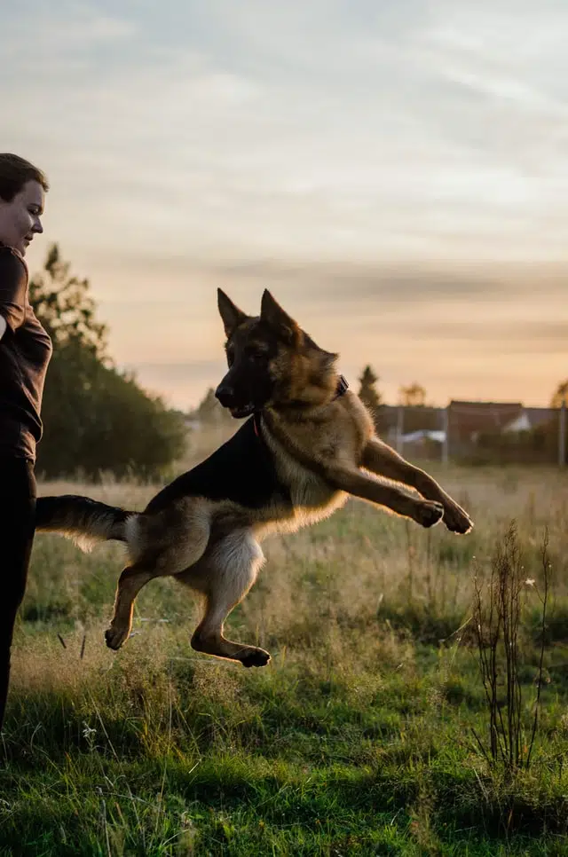 german shepherd jumping - shepherd dogs with papers are often still prone to hip dysplasia