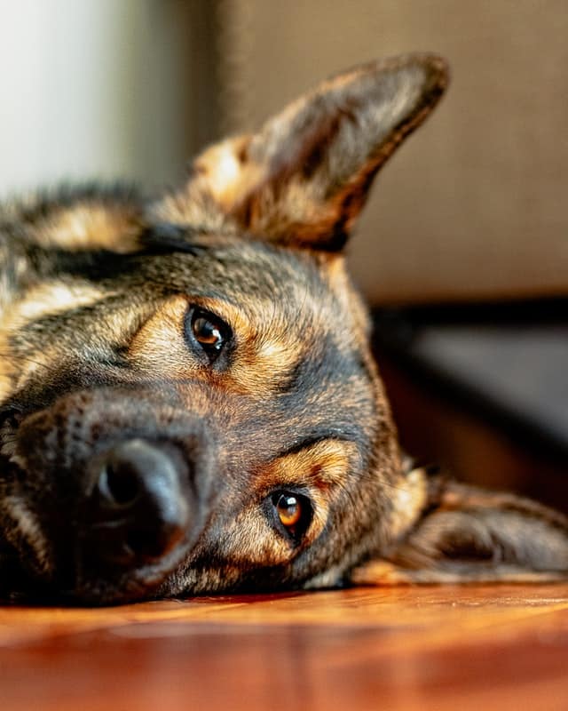 German Shepherd close up of face