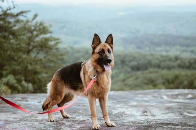 German Shepherd dog on lead on mountain hike