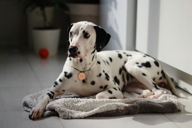 Lying down Dalmatian purebred dog who should have papers to tell if he is pedigreed