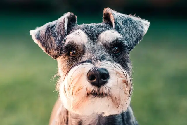 A black and white schnauzer dog is standing in the grass in one of the top ten blog posts.
