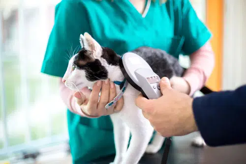 black and white cat microchip being scanned
