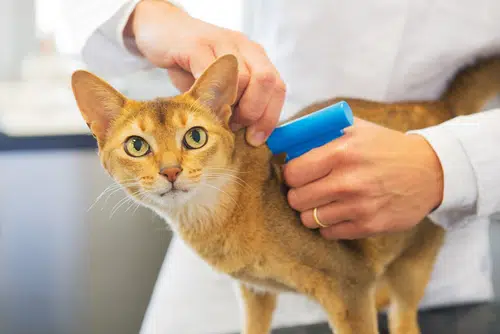 ginger cat having microchip put in