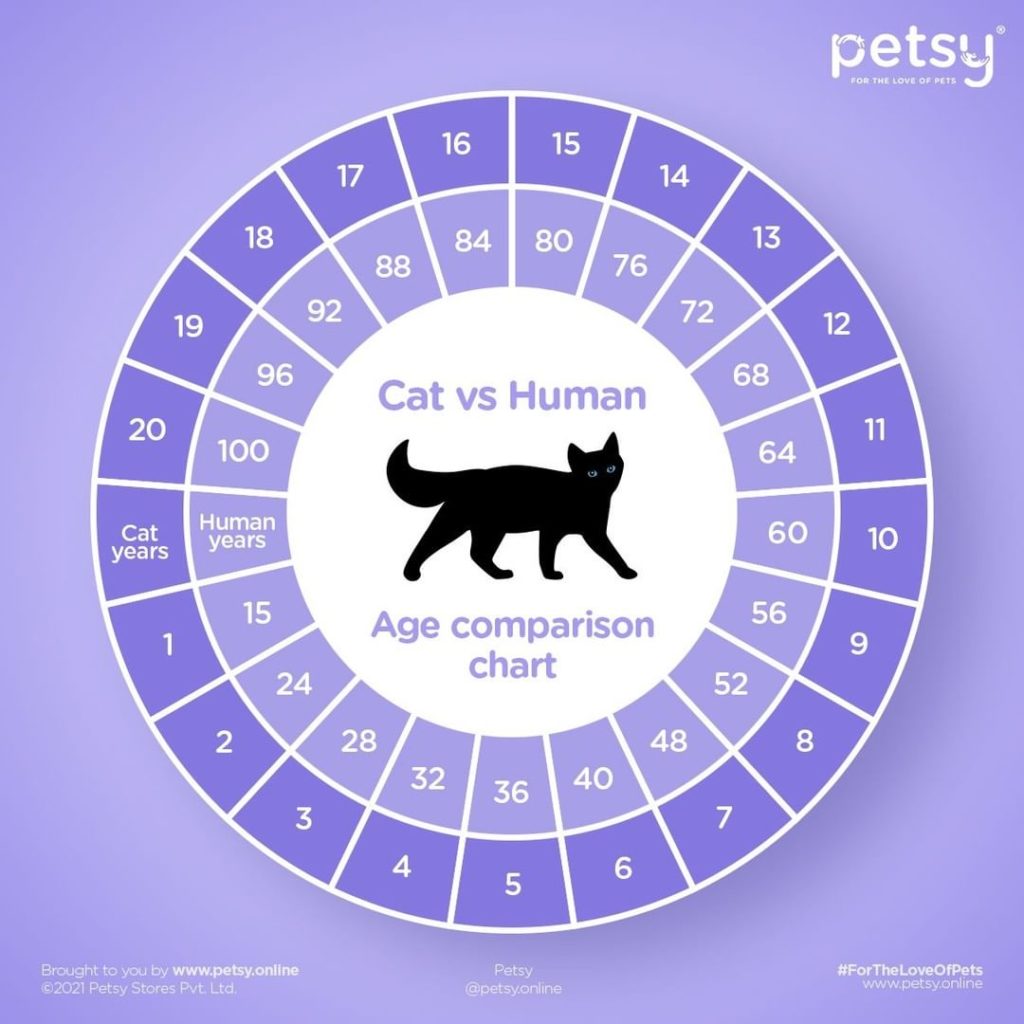 A chart for you to easily calculate your feline's age in human years