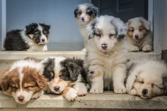 litter of australian shepherd puppies from a dog breeder