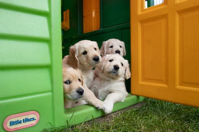 litter of yellow labrador puppies looking relaxed and well cared for having been bred by responsible dog breeders.