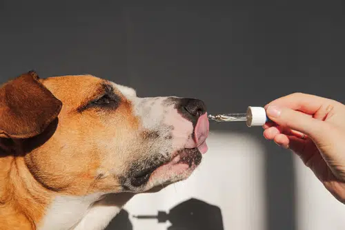 dropper of essential oil which dog is licking from