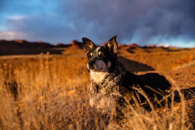 australian cattle dog like Max, one of the famous dogs who saved a toddler