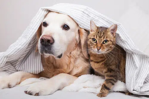 This Labrador and tabby could one day be saved by Cat and dog CPR.