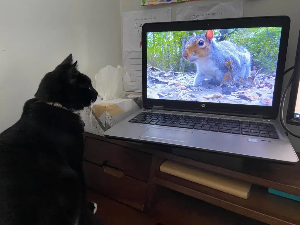 Cat TV channel entertains Olive the cat. 
