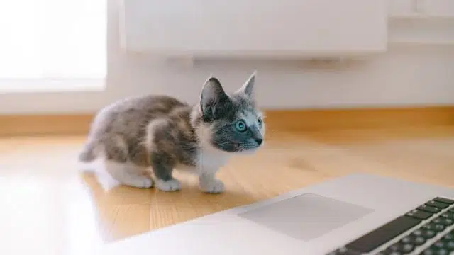Cat TV can stimulate the prey instinct.