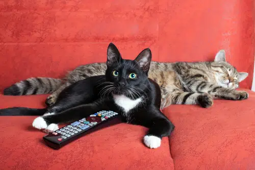 Cats lie on sofa and watch cat TV.