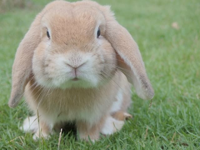 brown rabbit - family pets dont have to be dogs or cats