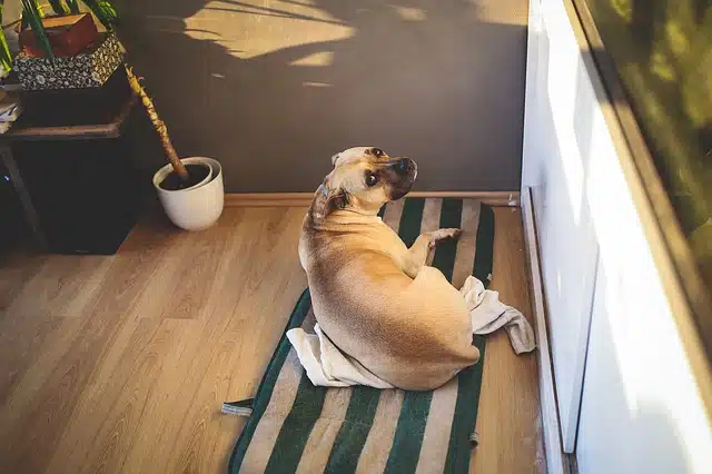 american staffie in bathroom on striped mat. Giving them their own space during construction work can make the process less stressful
