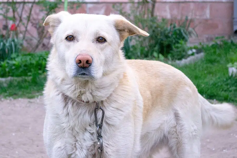 Dog chaining a dog like this Labrador is generally not best practice for pets.